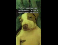 Dog says not to compare them to humans 