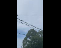 Birds surrounded sidewalk roofs cables