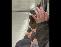 Collab Subway Creatures - Chicken sitting on subway seat