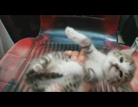 Guy picks up brown kitten cat chair