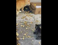 Collab Clips mpugc - Small black dog barks at cat