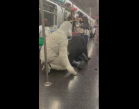 People wearing dog costumes on the subway train humping each other 