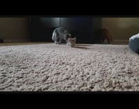 Cat follows grey kitten walk living room 