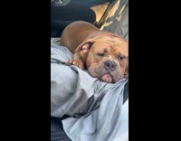 Dog wags tail lie down at backseat