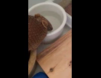 Thirsty armadillo drinks water from the bowl