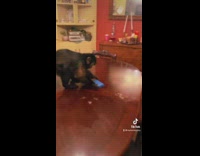 Monkey cleans table with a sponge