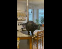 Black cat rub pole beg for food