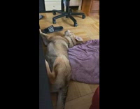 Guy calls brown dog chewing bone treat 