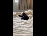 Collab PLC - Kitten lay on bed act crazy flail around