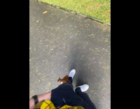 Brown squirrel approach climb leg of guy