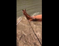 Brown horse lay down play on beach
