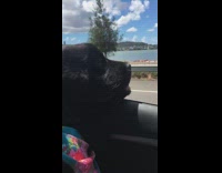 Black dog flower bandana head outside of car window
