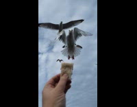 Slow motion of seagull bites the sandwich