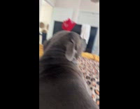 Woman scolding dog for chewing off her new shoes 