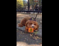 Halloween dog parade park dogs different costumes