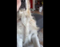 Dog stares blankly at owner rubs body