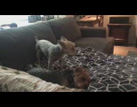 Pet dog barks on the couch near another dog