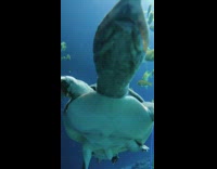 Softshell turtle swims in ocean 