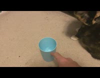 Cat always knock down the blue cup