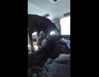 Dog likes to stand on car console