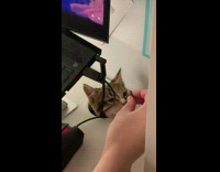 Cat sticks head through desk hole 