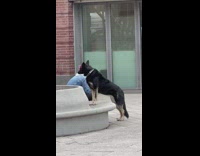 Dog wearing blindfold with two legs on bench
