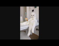 White cat sits slumped upright table girl 