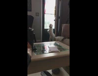 Small dog waits for his dad to come home 