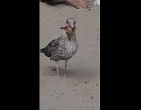 Wild seagull carries a leftover pizza on the beach