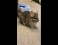 Chinchilla jumps out of blue container