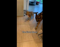 Collab BitchMP - Dogs dancing excited for food 
