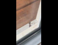 Praying mantis cleans one antennae on door