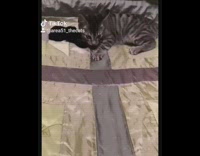 Small grey cat inside their head meme