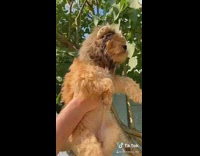 Guy lifts brown dog lion mane hood 