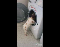 Little toddler inside of laundry machine repeatedly cussing 
