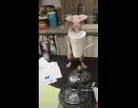 Naked cat picks up styrofoam cup and shakes left and right 