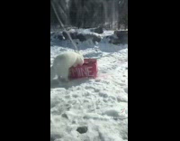 Collab BitchMP - White fox jumps into red box 