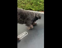 Black dog likes to dig through trampoline