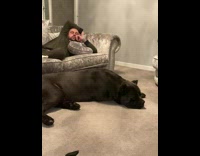 Dog Rests on Floor Next to Asleep Man