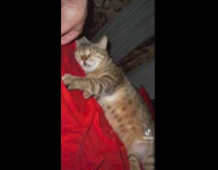 Sleeping cat flicks rubberband off ear 