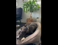 Sad Dog Lays on Bed and Whimpers