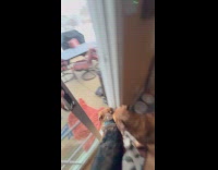 Man tricks dogs with bunny rabbit outside