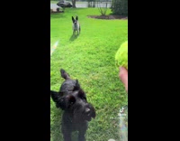 Collab BitchMP - Girl explains how her two dogs play fetch 