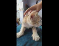 Kitten stares down at floor and meows 