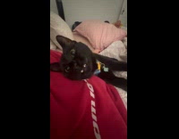 Cat on bed with hooman asking for more pets 