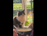 Cat stares at guy waits for food