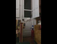 black and white cat jumps from couch