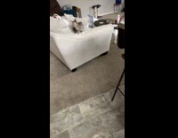 Black dog gets zoomies runs around house