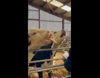 Two cows fed with weird tongue movement
