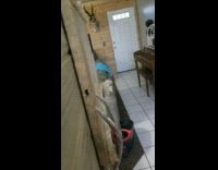 Dog follows everywhere she goes inside the house